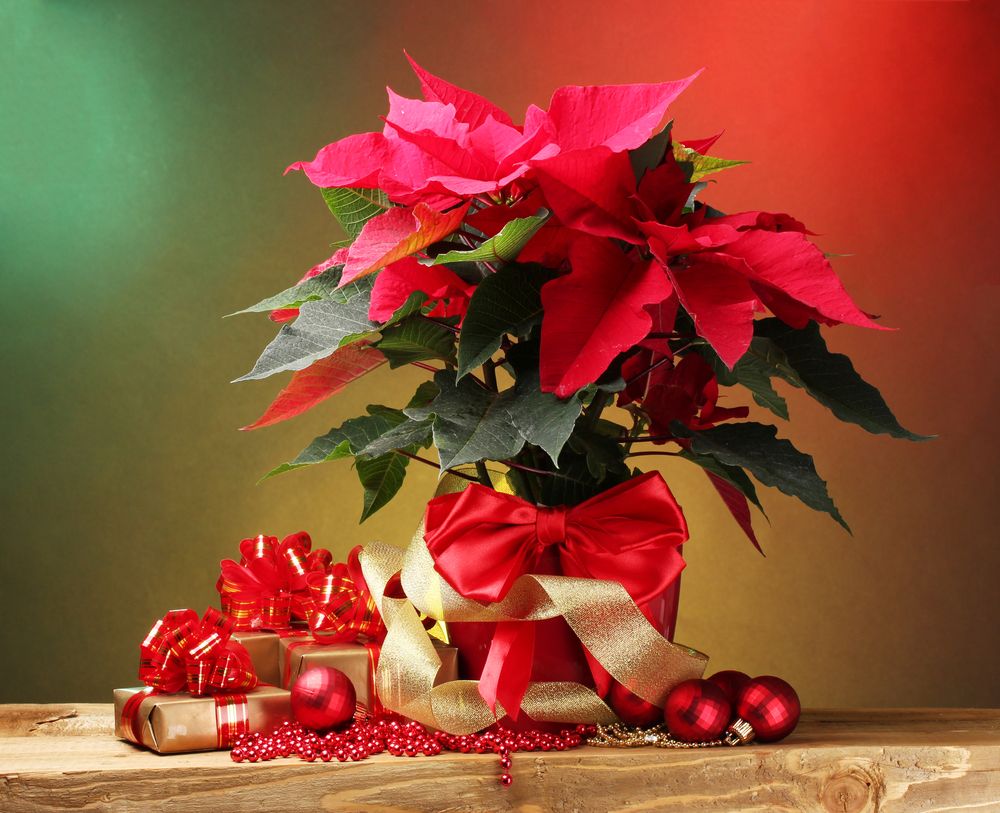 Imagem da flor do natal da cor vermelha, com um vaso também vermelho com laço. A flor está em cima de uma mesa de madeira, com presentes e arranjos de natal embaixo.